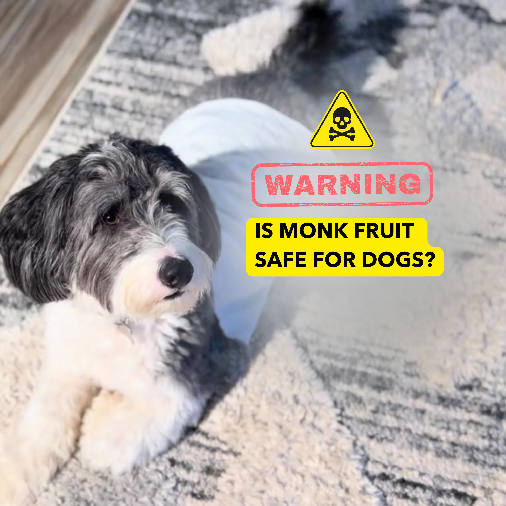 Is Monk Fruit with Erythritol Safe for Dogs?